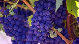 Ripe Grapes on the Vine | Elma Wine & Liquor