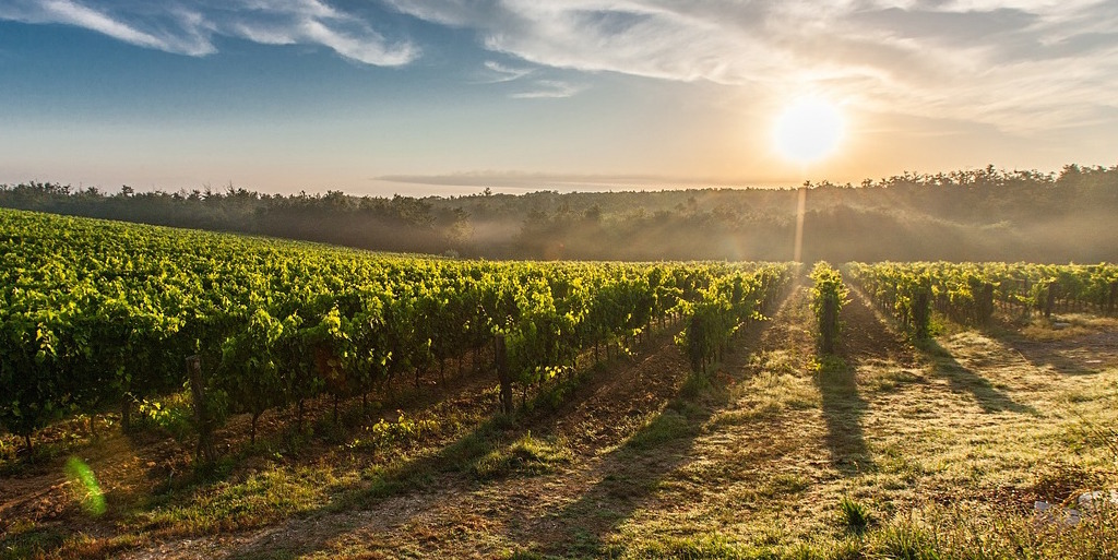 How Climate Change is Affecting the Grapes in the Finger Lakes